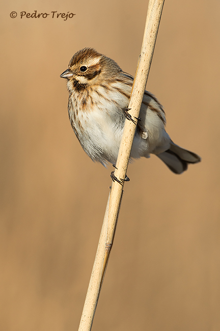 Escribano palustre (Emberiza schoeniclus)